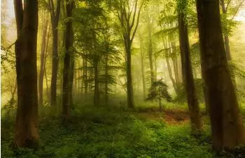 PaperMoon Premium collection Fototapete Der kleine Baum (B x H: 500 x 280 cm, Vlies)