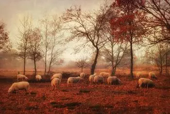 PaperMoon Premium collection Fototapete Die letzten Tage des Herbstes (B x H: 450 x 280 cm, Vlies)