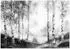 Wallarena Grau Papier Baum/Pflanze/Natur Rechteckig 350x250 cm FSC 100% & Wandverkleidungen Fototapeten (800000981751)