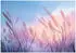 Wallarena Mehrfarbig Papier Uni Rechteckig 300x210 cm FSC 100% & Wandverkleidungen Fototapeten (800001213354)