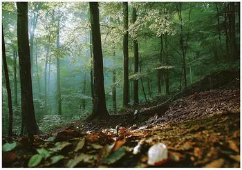 Wallarena Mehrfarbig Papier Baum/Pflanze/Natur Rechteckig 250x175 cm FSC 100% & Wandverkleidungen Fototapeten (800001158428)