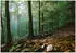 Wallarena Mehrfarbig Papier Baum/Pflanze/Natur Rechteckig 250x175 cm FSC 100% & Wandverkleidungen Fototapeten (800001158428)