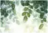 Wallarena Grün Papier Baum/Pflanze/Natur Rechteckig 350x250 cm FSC 100% & Wandverkleidungen Fototapeten (800001020137)