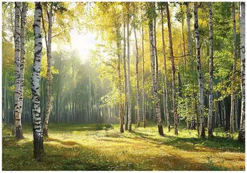 Wallarena Vlies Birken Wald 200x140 cm Fototapeten f&uuml;r Wohnzimmer Schlafzimmer Wandtapete 3D Effektinkl. Kleister Birkenwald Landschaft Sonne (15689VX4)