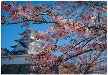 Wallarena Vlies Japan 400x280 cm Fototapeten f&uuml;r Wohnzimmer Schlafzimmer Wandtapete 3D Effektinkl. Kleister Kirsche Kirschbl&uuml;ten Landschaft (15989VX8)