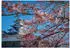 Wallarena Vlies Japan 400x280 cm Fototapeten für Wohnzimmer Schlafzimmer Wandtapete 3D Effektinkl. Kleister Kirsche Kirschblüten Landschaft (15989VX8)