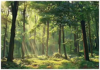 Wallarena Gr&uuml;n Papier Baum/Pflanze/Natur Rechteckig 250x175 cm FSC 100% & Wandverkleidungen Fototapeten (800000981742)