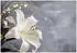 Wallarena Mehrfarbig Papier Baum/Pflanze/Natur Rechteckig 400x280 cm FSC 100% & Wandverkleidungen Fototapeten (800001045672)