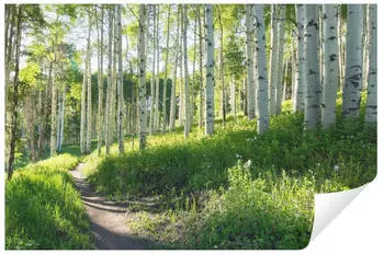 Wallarena Mehrfarbig Papier Baum/Pflanze/Natur Rechteckig 150x105 cm FSC 100% & Wandverkleidungen Fototapeten (800000803826)