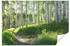 Wallarena Mehrfarbig Papier Baum/Pflanze/Natur Rechteckig 150x105 cm FSC 100% & Wandverkleidungen Fototapeten (800000803826)
