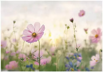 Wallarena Vlies Blumen 250x175 cm Fototapeten f&uuml;r Wohnzimmer Schlafzimmer Wandtapete 3D Effektinkl. Kleister Wiese Natur Blume (15585VX5)