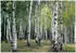 Wallarena Mehrfarbig Papier Baum/Pflanze/Natur Rechteckig 150x105 cm FSC 100% & Wandverkleidungen Fototapeten (800001045884)