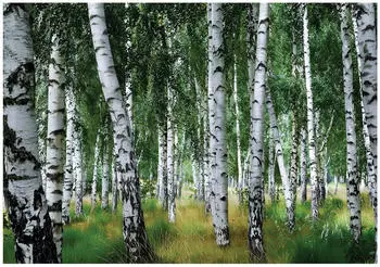 Wallarena Mehrfarbig Papier Uni Rechteckig 250x175 cm FSC 100% & Wandverkleidungen Fototapeten (800001212998)