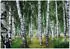 Wallarena Mehrfarbig Papier Uni Rechteckig 250x175 cm FSC 100% & Wandverkleidungen Fototapeten (800001212998)