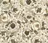 Bricoflor A.S. Création VERSACE WALLPAPER Blumen Floral 387066 Perlbeige Weiß Braun Designer Ranken Barock 10,05x0,70m Made in Germany
