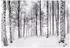 Wallarena Mehrfarbig Papier Baum/Pflanze/Natur Rechteckig 350x250 cm FSC 100% & Wandverkleidungen Fototapeten (800001045693)