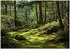 Wallarena Mehrfarbig Papier Uni Rechteckig 300x210 cm FSC 100% & Wandverkleidungen Fototapeten (800001475802)