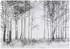 Wallarena Mehrfarbig Papier Baum/Pflanze/Natur Rechteckig 150x105 cm FSC 100% & Wandverkleidungen Fototapeten (800001130045)