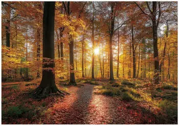 Wallarena Mehrfarbig Papier Uni Rechteckig 300x210 cm FSC 100% & Wandverkleidungen Fototapeten (800001213306)