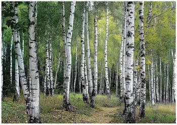 Wallarena Mehrfarbig Papier Baum/Pflanze/Natur Rechteckig 200x140 cm FSC 100% & Wandverkleidungen Fototapeten (800001045891)