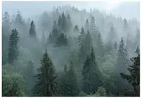 FOTOTAPETE Wald Nebel 3D Effekt Natur Wohnzimmer 150x105