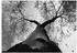Wallarena Mehrfarbig Papier Baum/Pflanze/Natur Rechteckig 400x280 cm FSC 100% & Wandverkleidungen Fototapeten (800001018133)