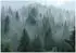 Wallarena Mehrfarbig Papier Baum/Pflanze/Natur Rechteckig 250x175 cm FSC 100% & Wandverkleidungen Fototapeten (800001157598)