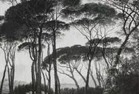 Architects Paper Fototapete "Atelier 47 Treetops 2" Wald glatt Vlies, Wand,...