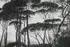 Architects Paper Atelier 47 Treetops Wald (22394526)