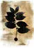 Livingwalls ARTist Dark Leafs Fototapete Vlies, abstrakt, gold/schwarz/weiß (89326410)