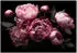 Wallarena Mehrfarbig Papier Uni Rechteckig 350x250 cm FSC 100% & Wandverkleidungen Fototapeten (800001213501)