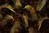 Erismann Glossy Palms Fototapete Vlies, gold, 400x270cm (2243-10)