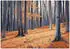 Wallarena Mehrfarbig Papier Baum/Pflanze/Natur Rechteckig 250x175 cm FSC 100% & Wandverkleidungen Fototapeten (800001020365)