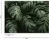Livingwalls Fototapete Monstera Blätter Dunkelgrün Tropisch Vlies 2,55x3,5m (58103161-0)