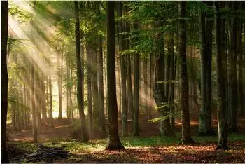papermoon Fototapete "Autumn Forest" Vlies 400x260cm (21613)