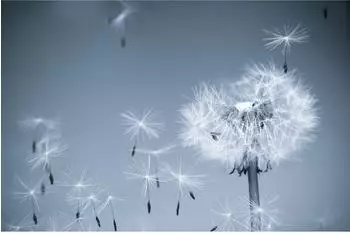 papermoon Fototapete "Dandelion in the Wind" Vlies 500x280cm (22475)