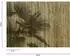 Livingwalls Fototapete ShadeOfPalm1 Palmenschatten Holzoptik Vlies 2,55x3,5m (59150151-0)