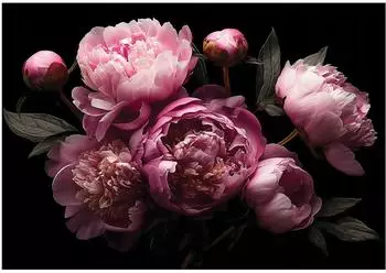 Wallarena Fototapete Pfingstrosen Rosa Schwarz Vlies 250x175cm (501)