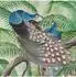 Art for the home Fototapete Peacock, Mehrfarbig, 280x200cm (26452368-0)