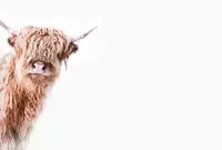 living walls Fototapete "ARTist Highland Cattle" Vlies, Wand, Schr&auml;ge