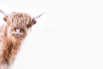 Livingwalls ARTist Highland Cattle Fototapete Vlies, beige/braun/wei&szlig;, 4x2,7m (119825)