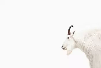 Livingwalls ARTist Mountain Goat Fototapete Vlies, braun/wei&szlig; (98594140-0)