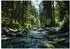 Wallarena Fototapete Wald Fluss Natur, Vlies, 250x175cm (656)
