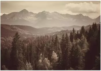 Wallarena Fototapete Wald Landschaft Vlies 400x280cm (655)