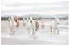 Komar White Horses 254 x 368 cm (8-986)