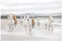 Komar Fototapete "White Horses - Gr&ouml;&szlig;e 368 x 254 cm" bedruckt glatt Wohnzimmer,