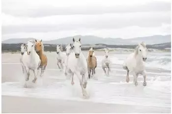 Komar White Horses 254 x 368 cm (8-986)
