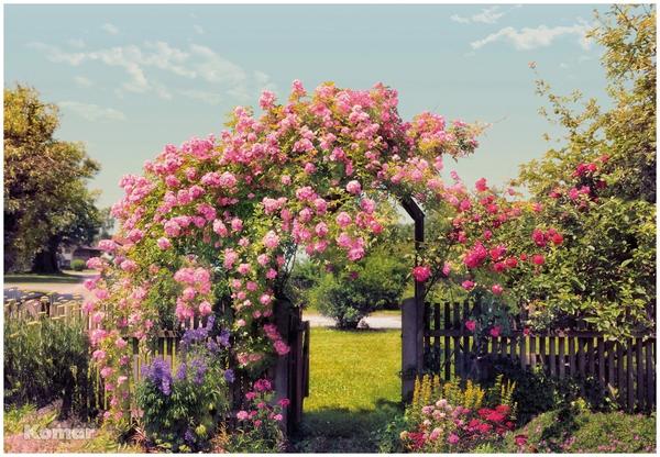 Komar Rose Garden 368 x 254 cm (8-936)