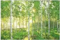 Komar Fototapete "Sunday - Gr&ouml;&szlig;e 368 x 254 cm" bedruckt glatt Wohnzimmer,