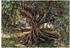 Komar Olive Tree 254 x 368 cm (8-531)